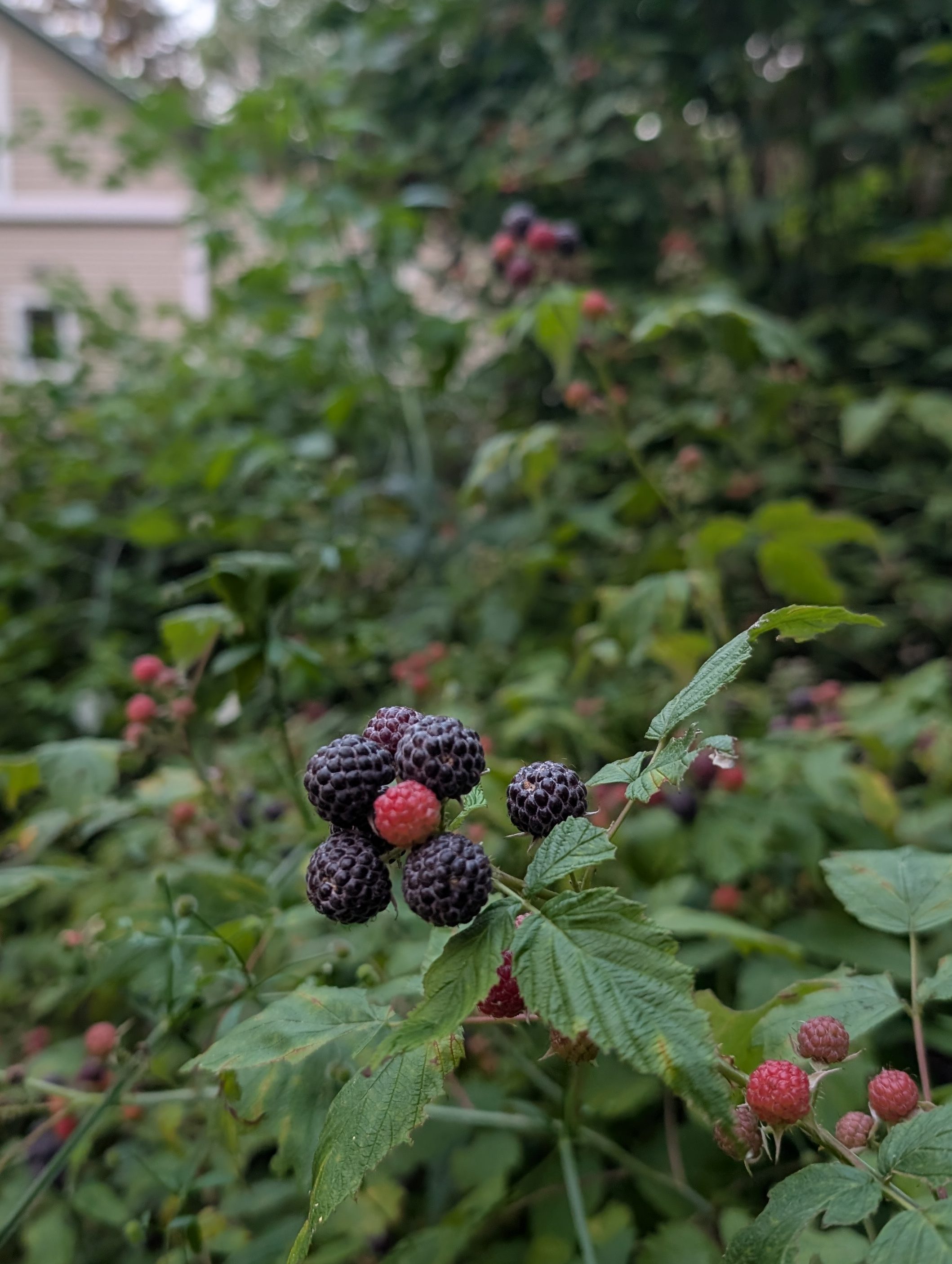 Close-up of wild black raspberries growing in a backyard, with a blurred house in the background.